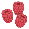 raspberry