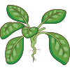 spinach
